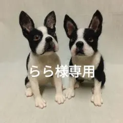 2026年最新】羊毛フェルトボストンテリアの人気アイテム - メルカリ