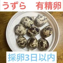 有精卵　並ウズラ　5こ