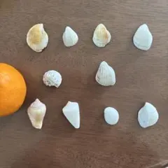 貝殻10個セット