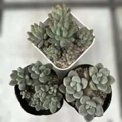 多肉植物♡いちご大福♡ロウルサンコさん苗♡抜き苗 - メルカリ