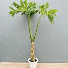 直接引き取り限定】大型 フィロデンドロン セローム 根上がり 観葉植物