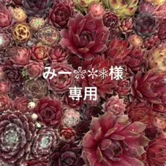 みー❀✼❅様専用　センペルビウム