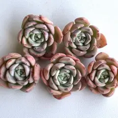 NEW‼️284 サーモン5株セット 多肉植物　エケベリア　寄せ植えにも❣️