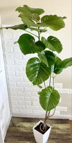 42【シェフレラ・ツピダンサス 約170cm】大型観葉植物｜西海岸インテリア｜ 42【シェフレラ・ツピダンサス 約170cm】大型観葉植物｜西海岸