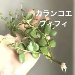 大人気！　カランコエ♡フィフィ♡のサムネイル