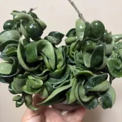 観葉植物 ホヤ カルノーサ コンパクタ