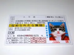 Item thumbnail for item 7b5483fb-9606-437c-bdd5-fbdc78d20f0e