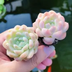 2025年最新】多肉ラブリーローズの人気アイテム - メルカリ