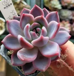 2026年最新】リンゼアナの人気アイテム - メルカリ