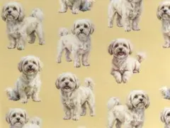 【ゆきちゃん限定】X2474-1 マルプー クリーム系 ベージュ 生地 1m