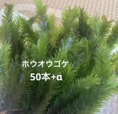 天然　ホウオウゴケ　50本+αのサムネイル