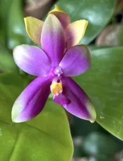 2026年最新】 ファレノプシス 原種の人気アイテム - メルカリ