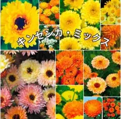 お庭を彩る《キンセンカ 種カラフルミックス》数種類ミックス種 花の種 種子