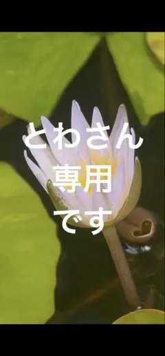 とわさん専用