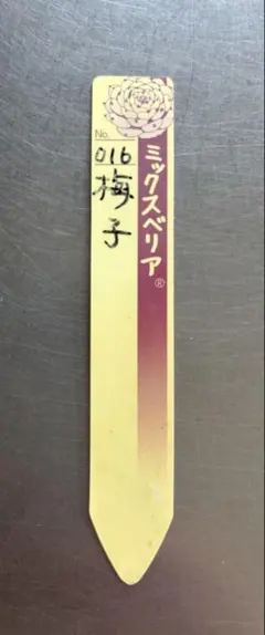 ❤️確認用❤️★B ミックスベリア❤️霜飾り❤️抜き苗♪      ✨メルカリ便✨札なし 霜飾り 札のみ ミックスベリア おらいさん苗 多肉植物 - メルカリ