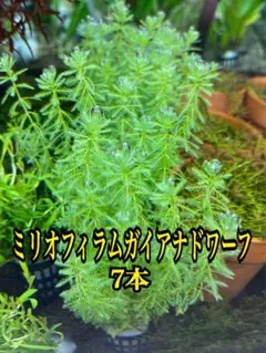Shinkai様 リクエスト 2点 まとめ商品