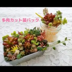 6　多肉植物 カット苗 詰め合わせ