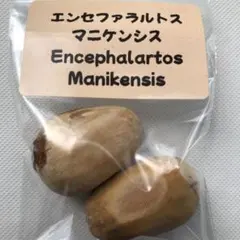 2025年最新】エンセファラルトス 種子の人気アイテム - メルカリ