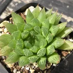 めぐも様 リクエスト 3点 まとめ商品