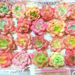 c多肉植物エケベリアMIX✦寄植えパック♪✦