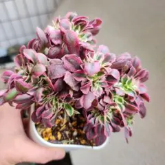 2026年最新】アエオニウム綴化の人気アイテム - メルカリ