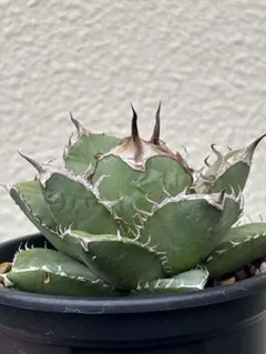 オアハカオテロイ OSP育成株】アガベ・オアハカ オテロイ | GABA