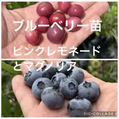 ブルーベリー苗モンゴメリー＆バルドウィン7号ポット2本セット - メルカリ
