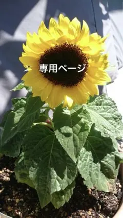 ゆっきー※プロフ必読様 リクエスト 3点 まとめ商品