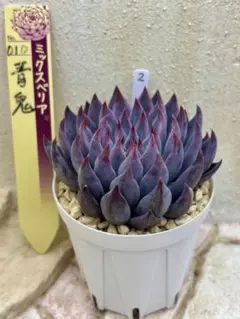 多肉植物　ミックスベリア　2 青鬼　おらいさん苗　札なし　抜き苗　葉挿し