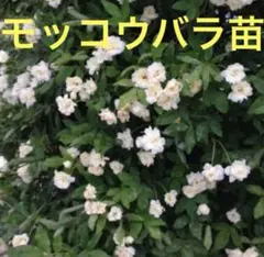 み*。様 モッコウバラ苗