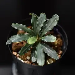 ブセファランドラ Bucephalandra spathulifolia TZ便のサムネイル