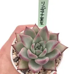 2026年最新】多肉植物 リンゼアナの人気アイテム - メルカリ