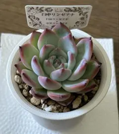 超希少 コキリノさん苗 臼中リンゼアナ 札付き 多肉植物② - メルカリ