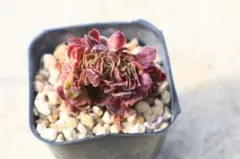 2025年最新】アエオニウム綴化の人気アイテム - メルカリ