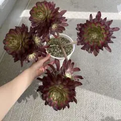 多肉　アエオニウム　マルディグラ　カット苗