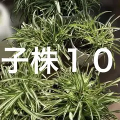 アオ斑入りオリヅルラン 子株 抜き苗 15株 メルカリ便 - メルカリ