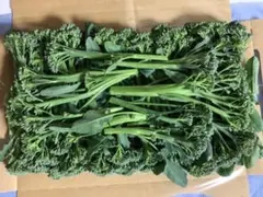 スティックセニョール【ゆうパケットポスト専用箱いっぱい】