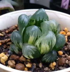 多肉植物 　旧氷砂糖 錦2鉢　抜き苗 多肉植物 旧氷砂糖錦 抜き苗 - メルカリ