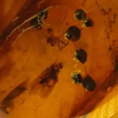 LA506虫入り琥珀化石 ミャンマー カムティかタナイ産 9900万年前
