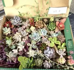 ③ 多肉カット苗　詰め合わせ　桃太郎　ラウリンゼ　エケベリア　宅配発送