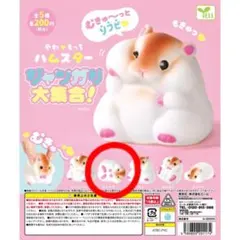 やわもち ハムスター ジャンガリ大集合！ ❁︎ すやすや