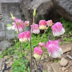 西洋オダマキの種　600粒位のサムネイル