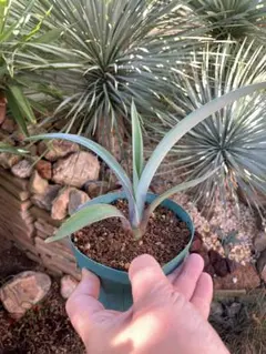 2026年最新】テキラーナの人気アイテム - メルカリ