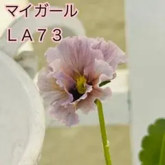 2025年最新】ビオラ苗 レディの人気アイテム - メルカリ