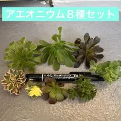 き*こ様 ⑤アエオニウム８種セット　寄せ植え用カット多肉