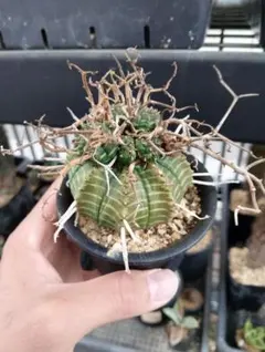 メルカリ便発送☆多肉植物 ユーフォルビア スーパーブラックバリダ メルカリ便発送☆ユーフォルビア スーパーブラックバリダ - メルカリ