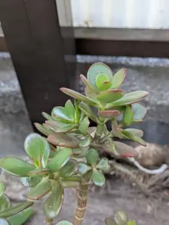 多肉植物　姫花月　金のなる木　カット苗のサムネイル