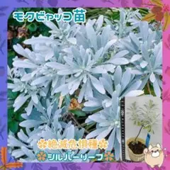 ママ様 リクエスト 3点 まとめ商品