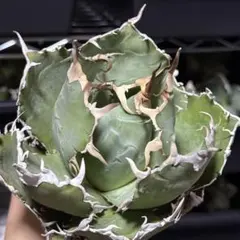 2026年最新】スーパーチタノタの人気アイテム - メルカリ