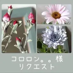 コロロン。。様　リクエスト　おまとめ3点